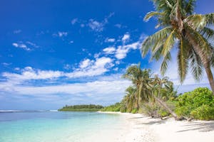 Peaceful beach scene in the Maldives featuring clear skies, palm trees, and turquoise waters.